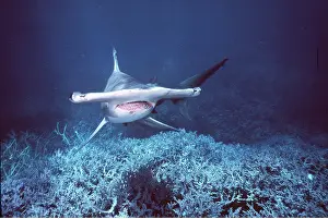 Hammerhead: GREAT HAMMERHEAD SHARK