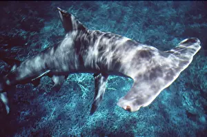 Valerie & Ron Taylor: GREAT HAMMERHEAD SHARK