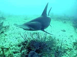 Mokarran: Great Hammerhead Shark - 90 feet down over sandy seabed