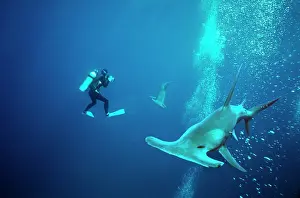Attacks: Great Hammerhead Shark - With diver. Cameraman