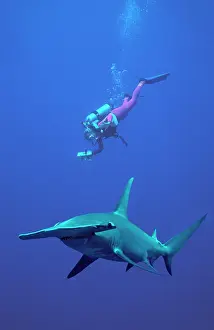 Sphyrna: Great Hammerhead Shark - With diver Valerie Taylor