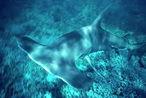 Stingrays: Great Hammerhead Shark - Feeds mainly on fish and