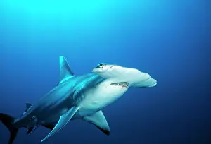 Douglas David Seifert: Great Hammerhead SHARK - front-view of back, with