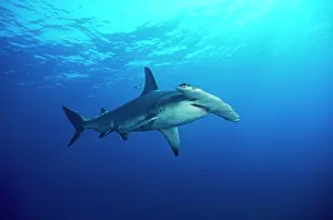 Douglas David Seifert: Great Hammerhead SHARK - side-view
