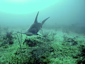 Mokarran: Great Hammerhead Shark - Swimming 90 feet down
