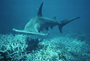 Mokarran: Great Hammerhead SHARK - swimming towards the photographer