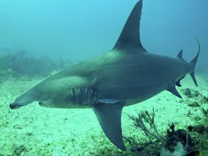 Mokarran: Great Hammerhead Shark - Swimming over seabed at 90 feet