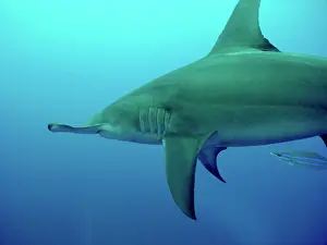 Mokarran: Great Hammerhead Shark - Swimming with small fish