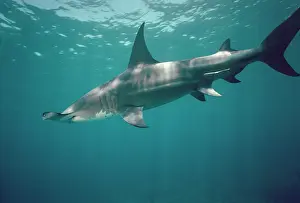 Mokarran: Great Hammerhead SHARK - side view, swimming just