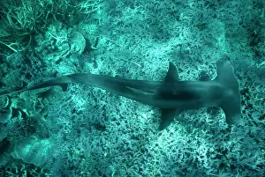 Mokarran: Great Hammerhead SHARK - viewed from above
