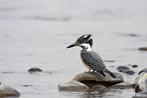 Ramganga: Great Himalayan Kingfisher, Corbett National