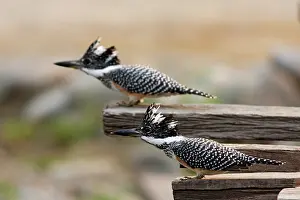 Kingfishers: Great Himalayan Kingfishers reacting after