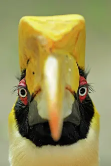 Buceros: Great Hornbill