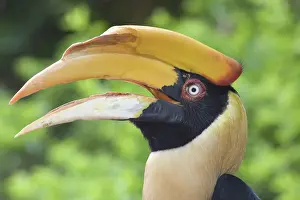 Jurong: Great Hornbill