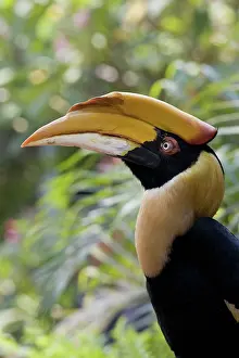 Jurong: Great Hornbill