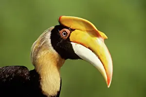 Calao: Great Hornbill
