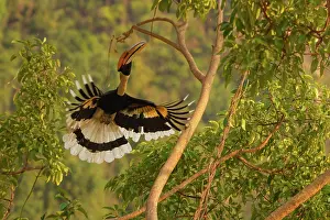 Hornbill: Great Hornbill