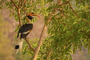 Hornbill: Great Hornbill