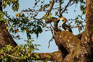 Hornbill: Great Hornbill