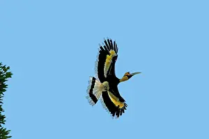 Buceros: Great Hornbill / Great Indian Hornbill / Great Pied