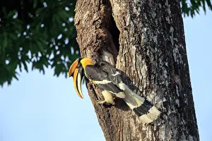Hornbills: Great Hornbill / Great Indian Hornbill / Great Pied