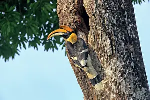Hornbills: Great Hornbill / Great Indian Hornbill / Great Pied