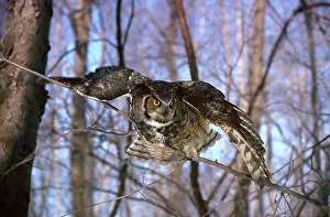 Cottonwood: Great Horned Owl