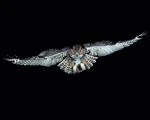Hoot: Great Horned Owl