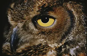 Sense: Great Horned Owl