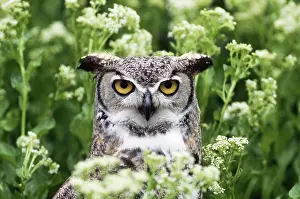 Binocular: Great Horned Owl