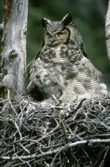 Fledge: Great Horned Owl