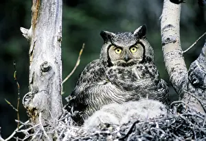 Brooding: Great Horned Owl