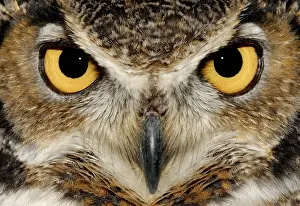 Hooked: Great Horned Owl