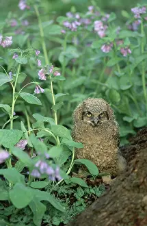 Owlet: Great Horned Owl
