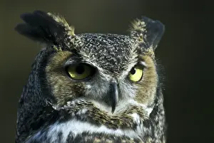 Virginianus: Great horned owl