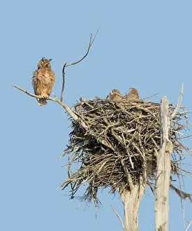 Virginianus: Great Horned Owl adult perched on dead branch near nest