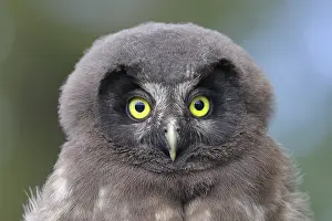 Fledgling: Great Horned Owl (Aegolius funereus)