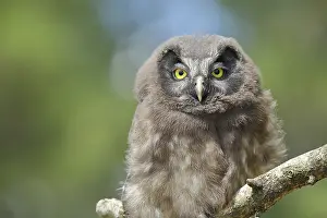 Fledgling: Great horned owl (Aegolius funereus)