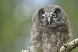 Fledgling: Great horned owl (Aegolius funereus)