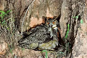 Bringing: Great Horned Owl bringing prey to nest