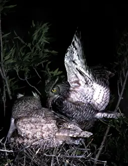 Mates: Great Horned Owl brings food to nest