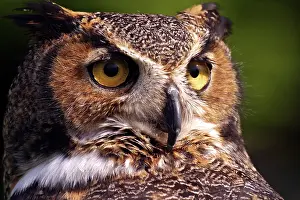 Hooked: Great Horned Owl (Bubo virginianus)