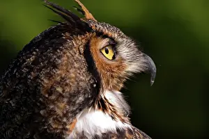 Hooked: Great Horned Owl (Bubo virginianus)