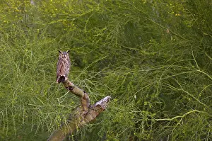 Phoenix: Great Horned Owl (Bubo virginianus). Phoenix, Arizona