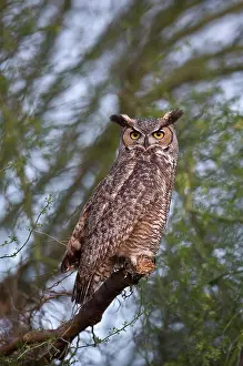 Phoenix: Great Horned Owl (Bubo virginianus). Phoenix, Arizona