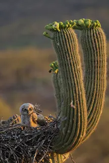 Saguaro: great horned owl (Bubo virginianus), fledgling on nest in sa