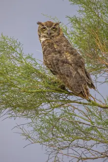 Virginianus: Great horned owl, Bubo virginianus, in palo verde tree, Sonor