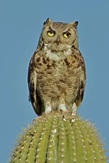 Saguaro: great horned owl, bubo virginianus, with injured eye, on sag