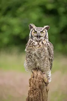 Virginianus: Great Horned Owl (Bubo virginianus) adult, calling