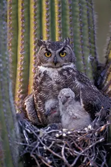 Virginianus: Great Horned Owl (Bubo virginianus) - Arizona - With young i